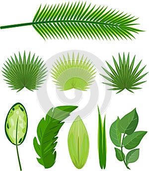 Set of different large green leaves of tropical plants