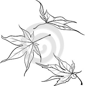 Set of different leaves of Japanese maple on a white background