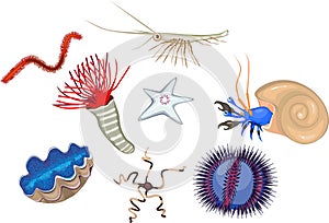 Set of different marine invertebrates animals on white background photo