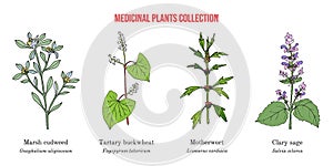 Set of different medicinal plants