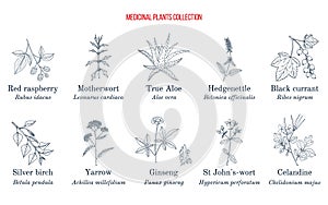 Set of different medicinal plants