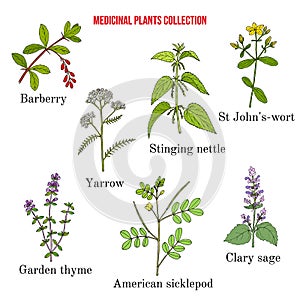 Set of different medicinal plants