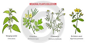 Set of different medicinal plants