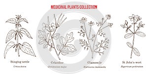 Set of different medicinal plants