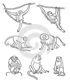 Set of different monkeys in contours - vector illustration photo