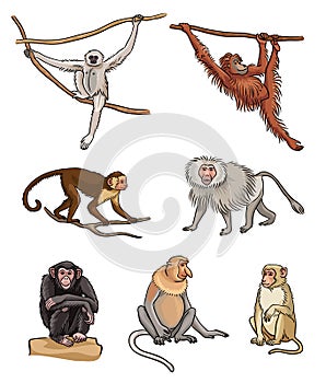 Set of different monkeys - vector illustration photo