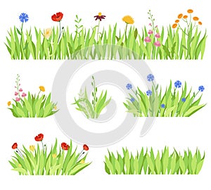 Set of different natural garden flowers in the grass. Fresh garden flower beds on a white background. Vector illustration