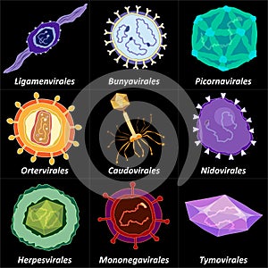 Set of different orders of virus on dark background, vector illustration