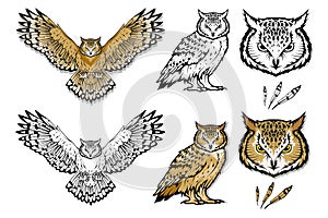 Set of different owls. Owl logo. Wild birds drawing. Head of an owl.