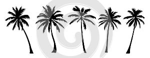 Set of different palm tree black silhouettes.