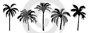Set of different palm tree black silhouettes