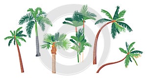 Set of Different Palm Trees, Banana, Coconut Tropical Plants with Straight and Bent Trunks. Graphic Design Elements