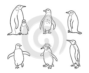 Set of different penguins in outlines - vector illustration