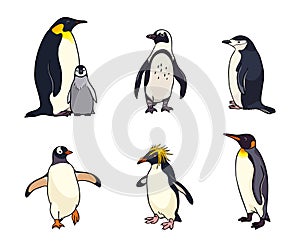 Set of different penguins - vector illustration