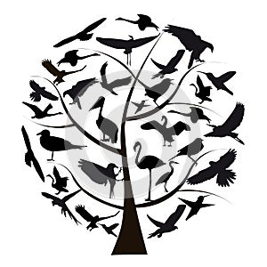 Set of different photographs of birds