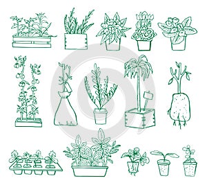 Set of different plants and seedings in pots and boxes. Hand drawn outline vector illustration