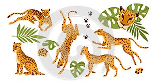 Set of different poses of wild leopard