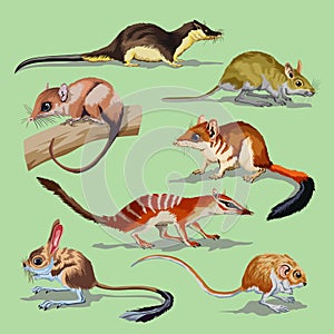 Set with different rodents, animals collection. Opossum jerboa field mouse rat jumper otter. Vector illustration. Isolated