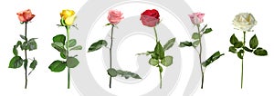 Set of different roses on white background. Banner design