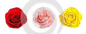 Set of different roses on white background. Banner design