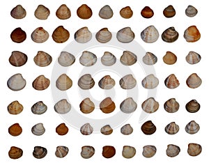 Set of different sea shells isolated white background