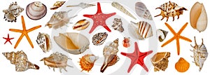 Set of different sea shells. Starfish collection. Isolated on a white background