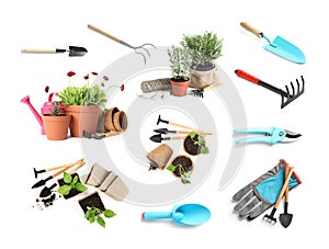 Set of different seedlings and gardening tools on background