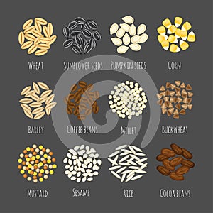 Set of different seeds and graines vector illustration