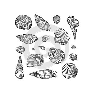 Set of different shells on white background