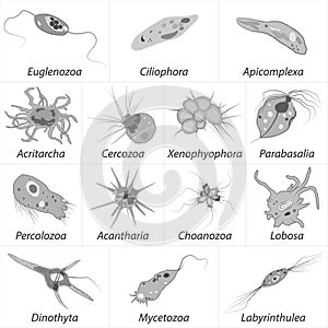 Set of different single-celled eukaryote Protozoas, black and white vector illustration photo