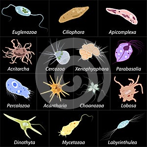 Set of different single-celled eukaryote Protozoas, Vector illustration