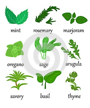 Set of different special herbs which are using in cooking with titles realistic illustration mint basilicas oregan