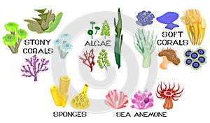 Set of different species of corals, sea anemones, sponges, marine algae on white background