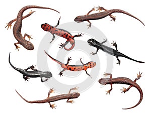 Set of different species of newts isolated on white background. Common newt and Japanese fire belly newt