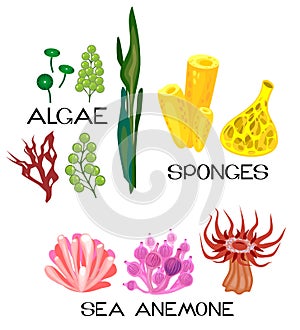 Set of different species of sea anemones, sponges, marine algae on white background