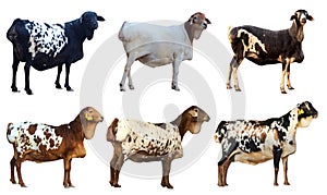A set of different species of sheep.