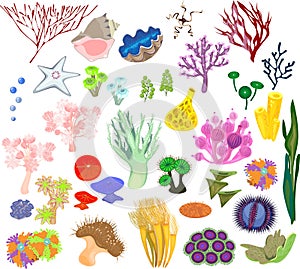 Set of different species of soft corals and marine invertebrates on white background