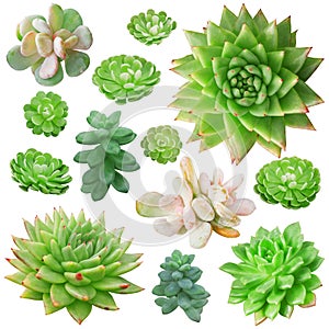 Set of different succulents isolated on white background