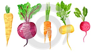 Set of different taproot vegetables, hand drawn watercolor illustration. Parsnip, beetroot, carrot, turnip, radish