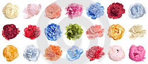 Set of different tender peonies on white. Fragrant spring flowers