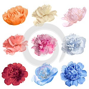Set of different tender peonies. Fragrant spring flowers