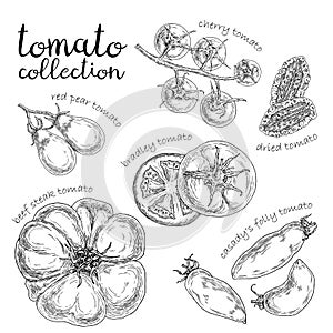 Set of different tomato. Hand drawn graphic.