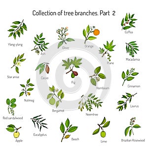 Set of different tree branches