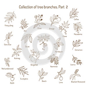 Set of different tree branches