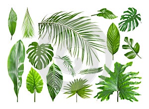 Set of different tropical leaves