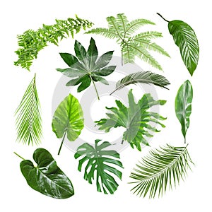 Set of different tropical leaves