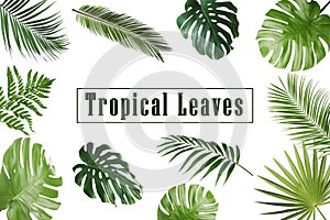 Set of different tropical leaves on background