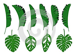 Set of different tropical leaves. Banana, palm and monstera leaves