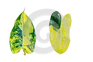 Set of different tropical leaves on white background.fresh green leaf.