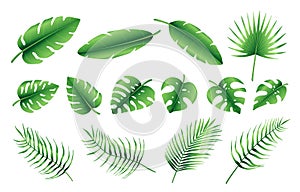 Set of different tropical palm leaves, jungle Monstera, Calathea, fern leaves. Exotic collection of green gradient plant. Hand